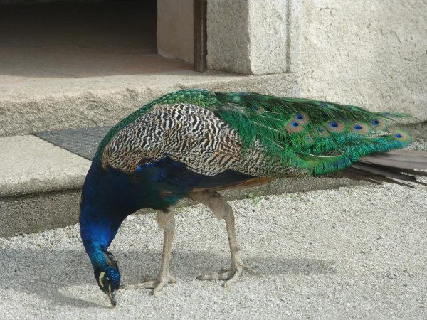 P1020470